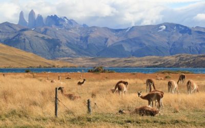 How to get from El Calafate to Torres del Paine